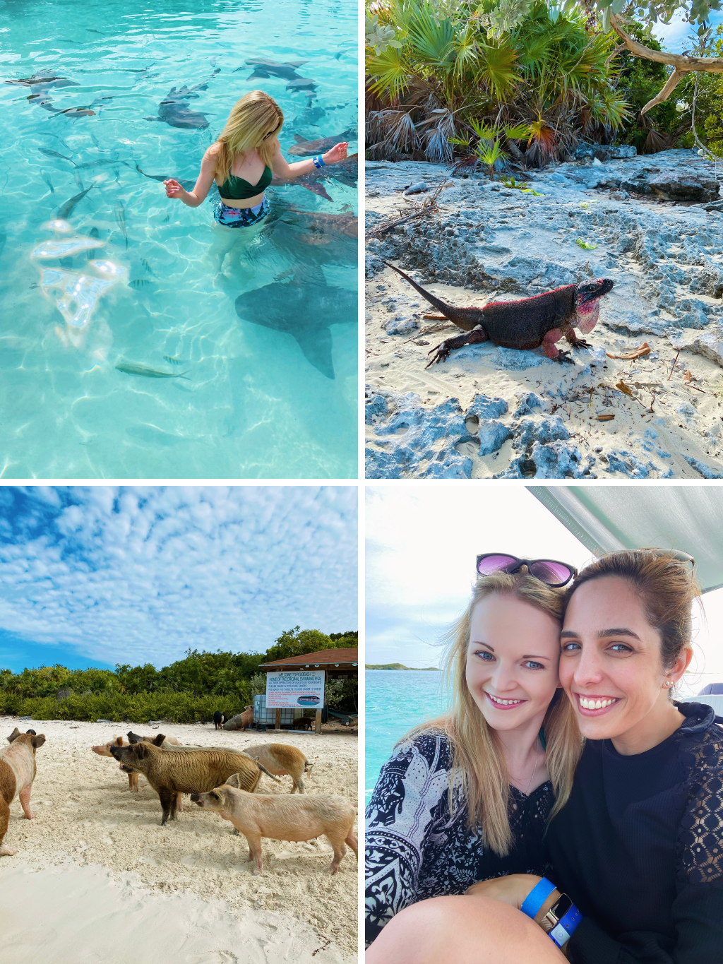 Swimming With Pigs & Sharks In The Bahamas