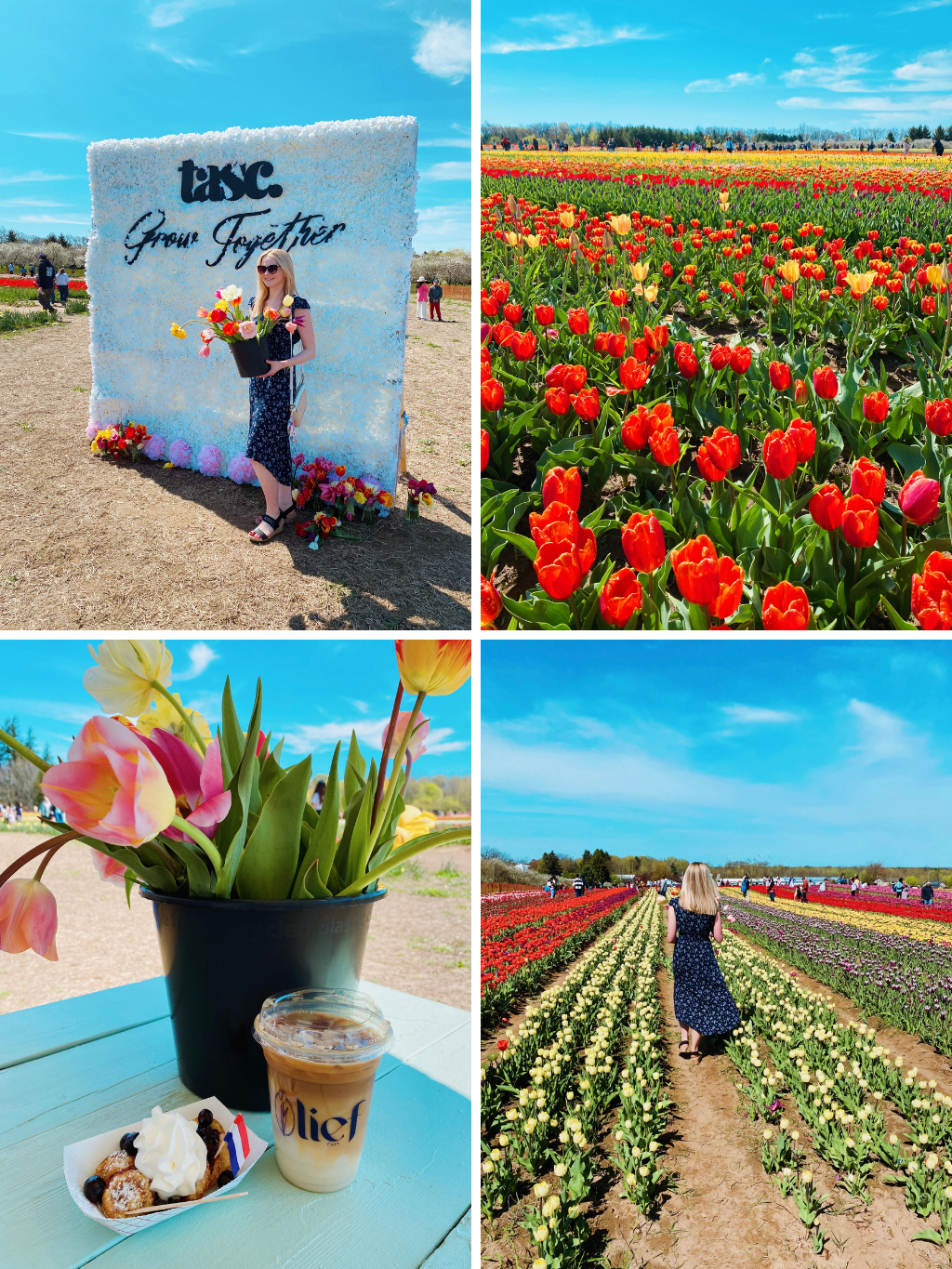 TASC Tulip Pick Farm