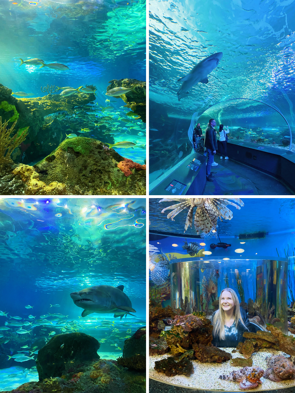 Ripley’s Aquarium